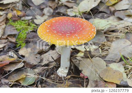 ベニタングタケ 120237779