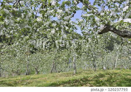 リンゴ畑 リンゴ畑 120237793