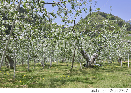リンゴ畑 リンゴ畑 120237797