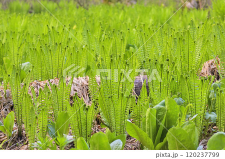 クサソテツ クサソテツ 120237799