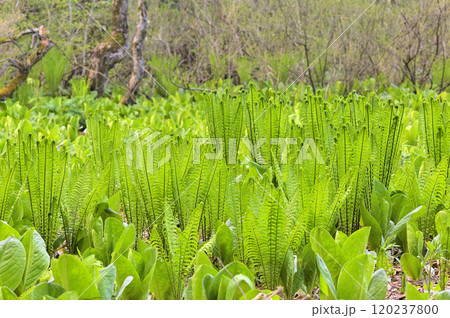 クサソテツ クサソテツ 120237800