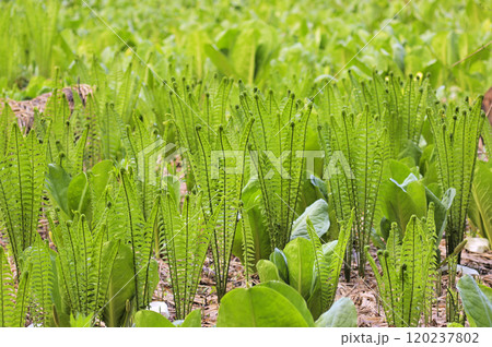 クサソテツ クサソテツ 120237802