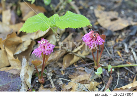 イワカガミ 120237804