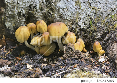 キララタケ 120237805