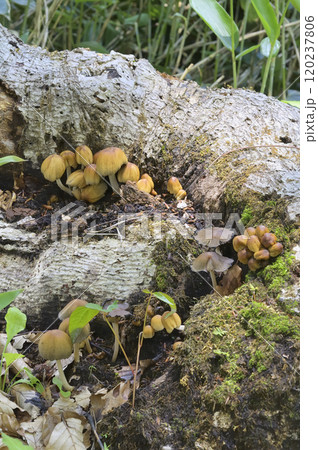 キララタケ 120237806