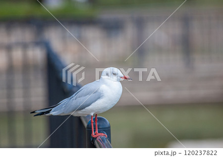 ユリカモメ　城北公園　大阪市 120237822