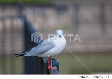 ユリカモメ　城北公園　大阪市 120237823
