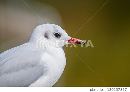 ユリカモメ　城北公園　大阪市 120237827