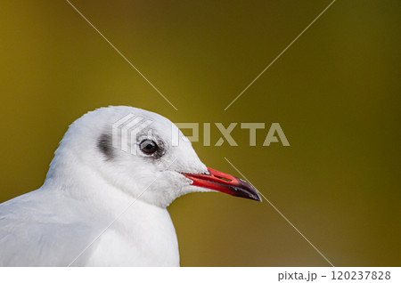 ユリカモメ　城北公園　大阪市 120237828
