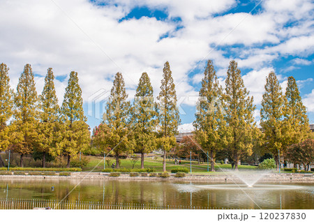 黄葉した城北公園のメタセコイア　大阪市 120237830