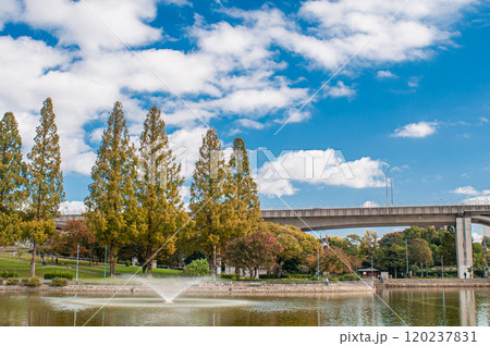 黄葉した城北公園のメタセコイア　大阪市 120237831
