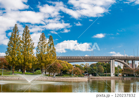黄葉した城北公園のメタセコイア　大阪市 120237832