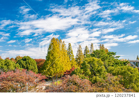 秋の城北公園　大阪市 120237841
