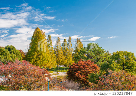 秋の城北公園　大阪市 120237847