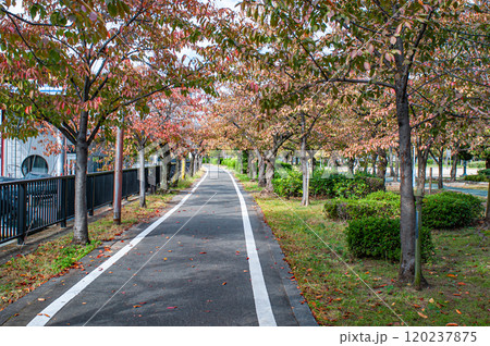 秋の毛馬桜之宮公園 大阪市 秋の毛馬桜之宮公園 大阪市 120237875