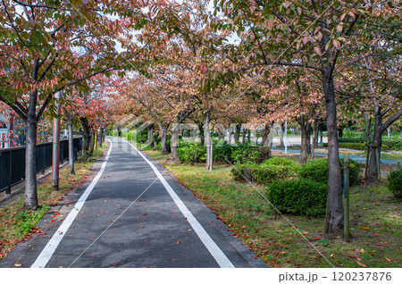 秋の毛馬桜之宮公園　大阪市 120237876