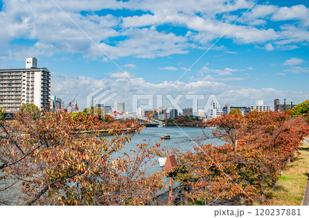 秋の毛馬桜之宮公園　大阪市 120237881