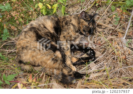 広場で遊ぶさび猫 広場で遊ぶさび猫 120237937