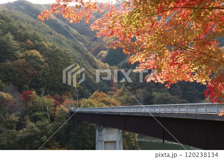 もみじ湖の田無大橋と美しいもみじ 120238134