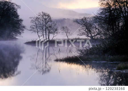 朝もやの木立 120238168
