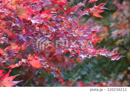 のびやかに枝をのばすもみじ 120238212