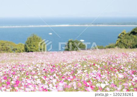 海が見えるコスモス畑 120238261