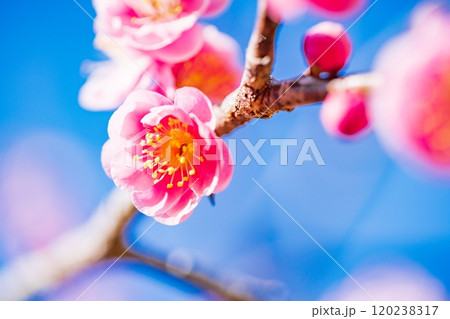 美しい紅梅の花 120238317