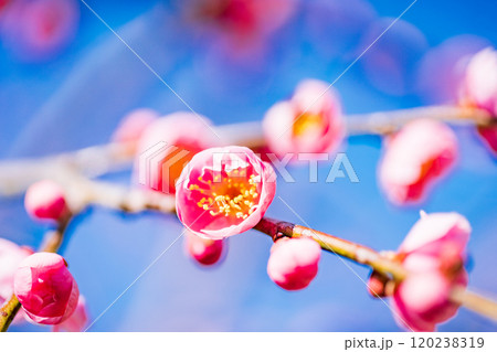 美しい紅梅の花 美しい紅梅の花 120238319