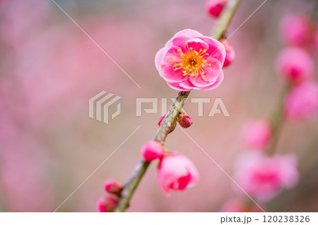 美しい紅梅の花 美しい紅梅の花 120238326