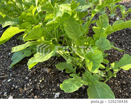 大根の生長 120238436