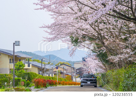 京都嵐山　街並みと桜並木 120238555