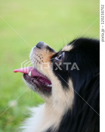 芝生でくつろぐポメラニアンとチワワのMIX犬 芝生でくつろぐポメラニアンとチワワのMIX犬 120238702