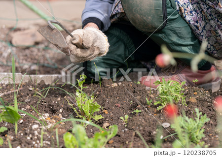 ねじり鎌を持って畑の草取りをするシニア女性 ガーデニング ねじり鎌を持って畑の草取りをするシニア女性 ガーデニング 120238705