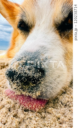 Observing a cute Corgi with a sandy nose as it relaxes on the beach 120238714