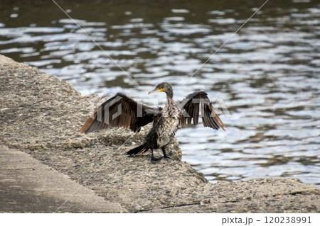 【半田港】翼を乾かす油まみれの海鳥 120238991
