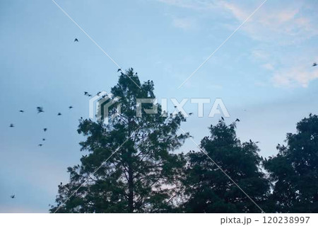 早朝に木から飛び立つムクドリの大群 120238997