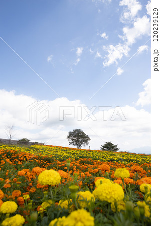 マリーゴールドの花畑 120239129