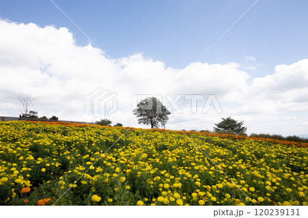マリーゴールドの花畑 120239131
