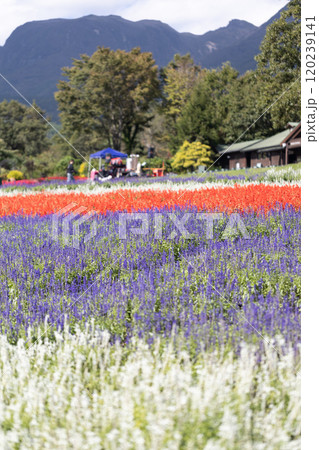 広大な花畑 120239141