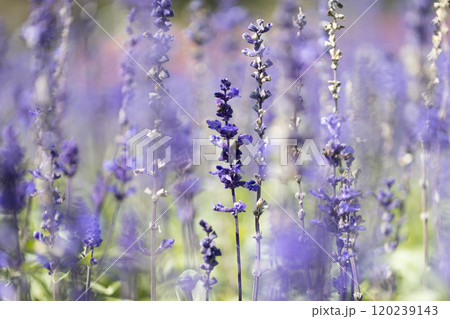 紫色のサルビアの花 紫色のサルビアの花 120239143