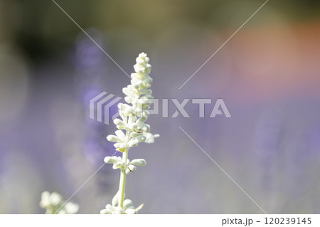 白いサルビアの花 白いサルビアの花 120239145