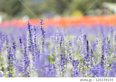 サルビアの花畑 120239154