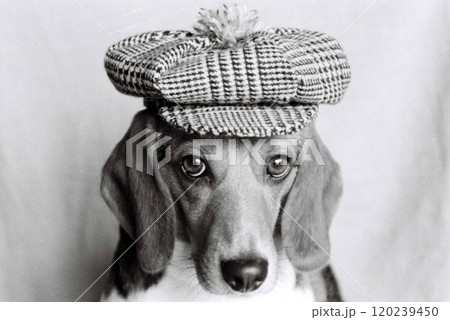 キャスケットをかぶるビーグル・正面 キャスケットをかぶるビーグル・正面 120239450