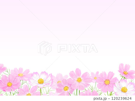 コスモスの花のイラストの背景素材 120239624