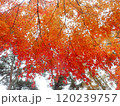 グラデーションの紅葉 120239757