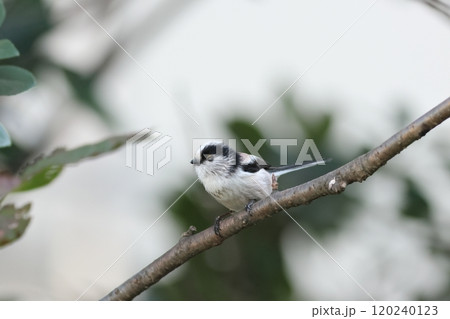 枝にとまるエナガ 120240123