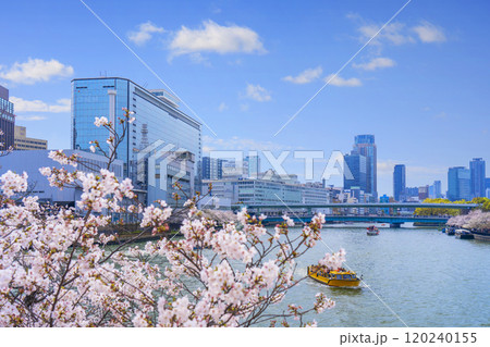 大川沿いの桜並木 天満橋方面【大阪 毛馬桜之宮公園】 大川沿いの桜並木 天満橋方面【大阪 毛馬桜之宮公園】 120240155