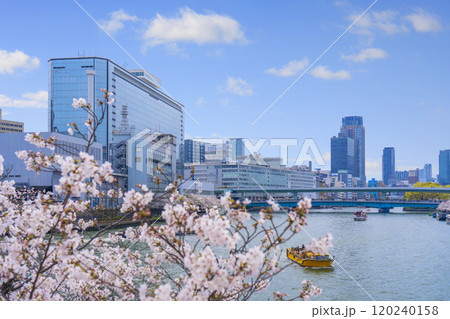 大川沿いの桜並木　天満橋方面【大阪　毛馬桜之宮公園】 120240158