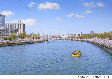 大川沿いの桜並木【桜之宮公園】 大川沿いの桜並木【桜之宮公園】 120240161