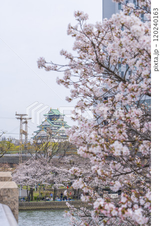 満開の桜と大阪城（川崎橋より） 120240163
